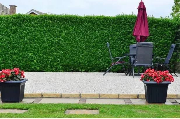 Hedge Planting