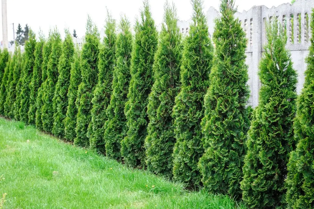 Privacy Trees