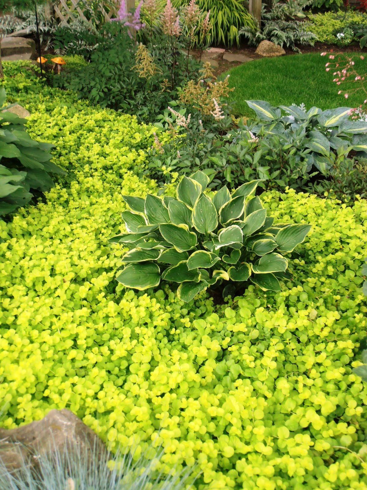 Creeping Jenny Bright Green Color for Garden Shaded Areas