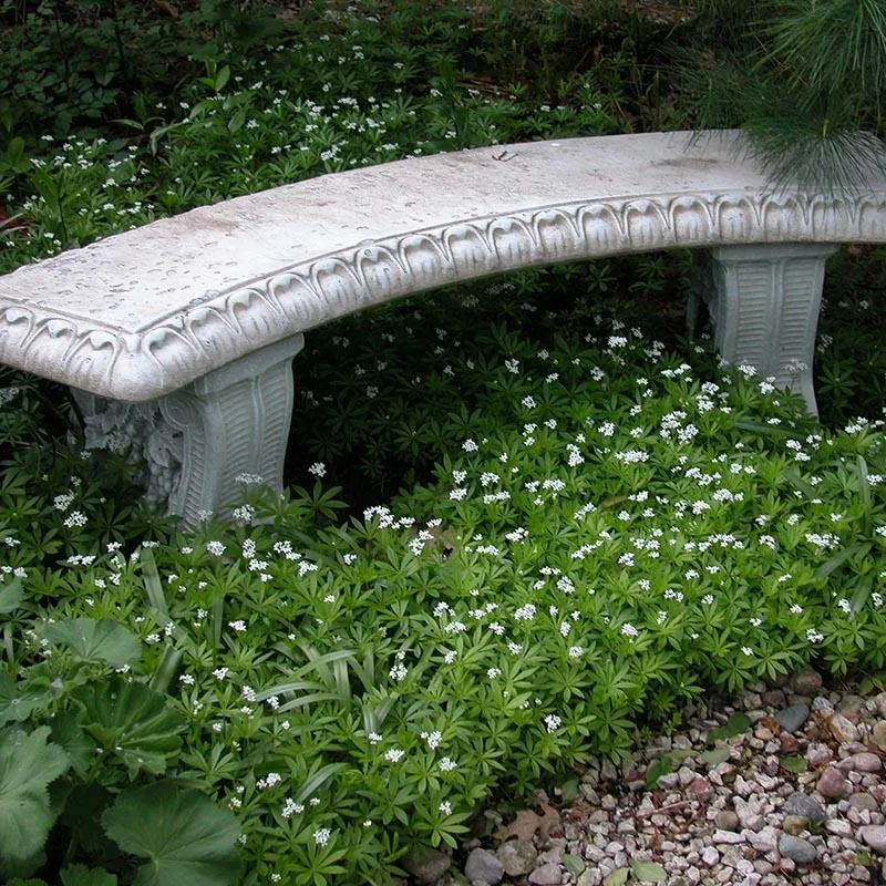 Ground Cover for Shady Spots in Garden Shaded Areas