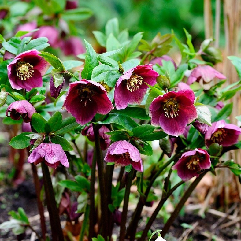 Hellebore: Winter Blooms for Garden Shaded Areas
