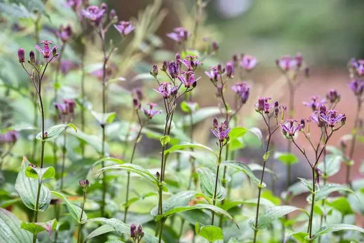 Toad Lily Exotic Flowers for Garden Shaded Areas