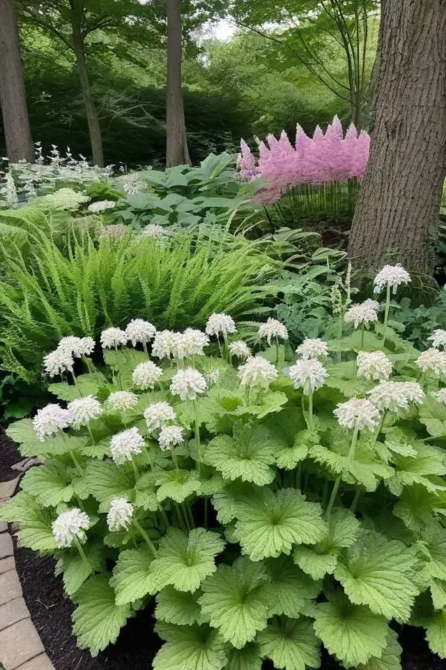 Wild Ginger Unique Foliage for Garden Shaded Areas