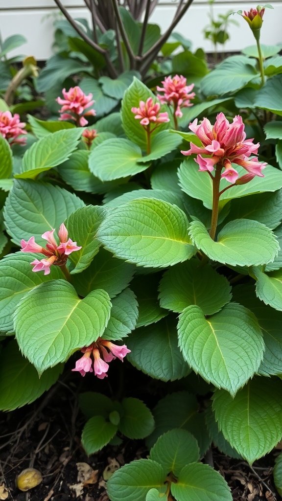 A cluster of Bergenia plants with large green leaves and pink flowers in bloom.