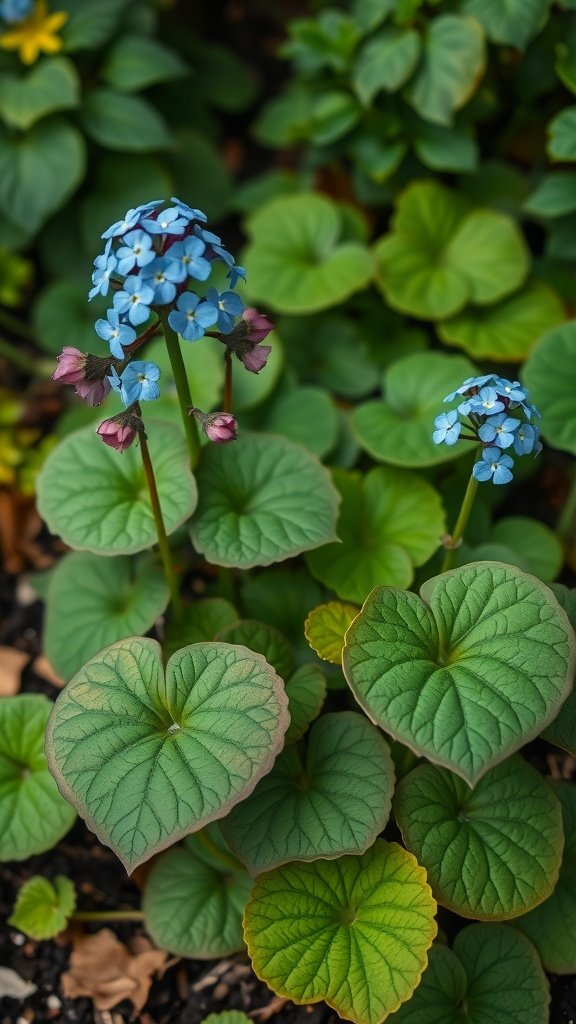 Blue flowers of Brunnera surrounded by green leaves
