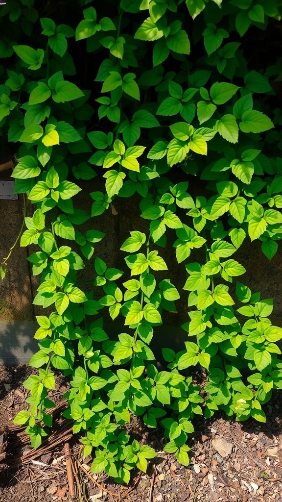 Close-up of green Creeping Jenny leaves growing in a shaded area.