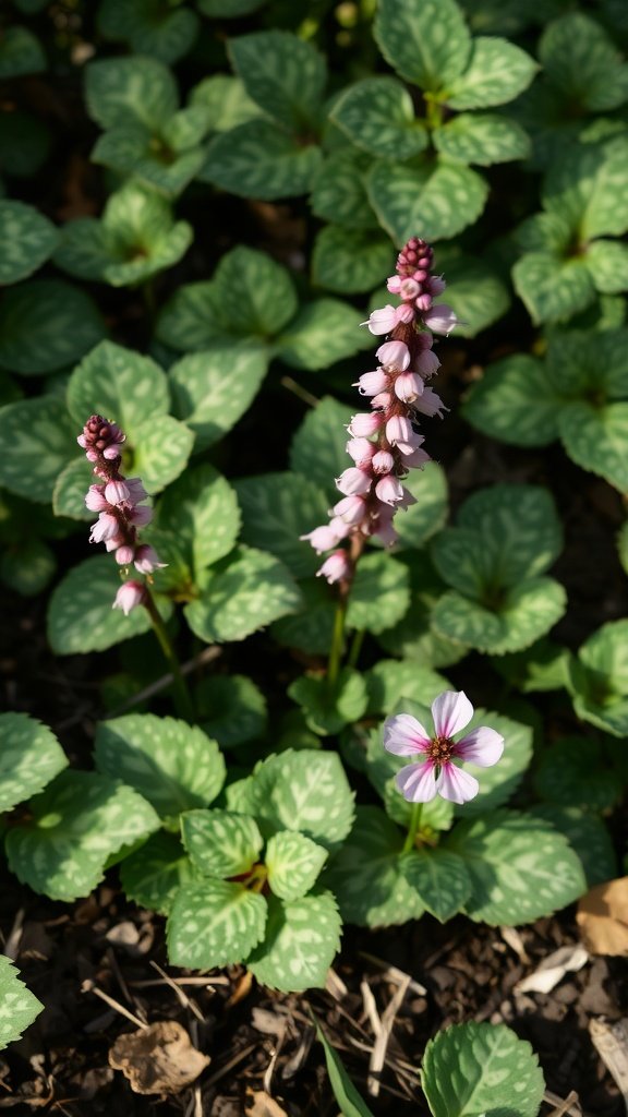 Lungwort plant with unique spotted leaves and pink flowers in a shaded garden area.
