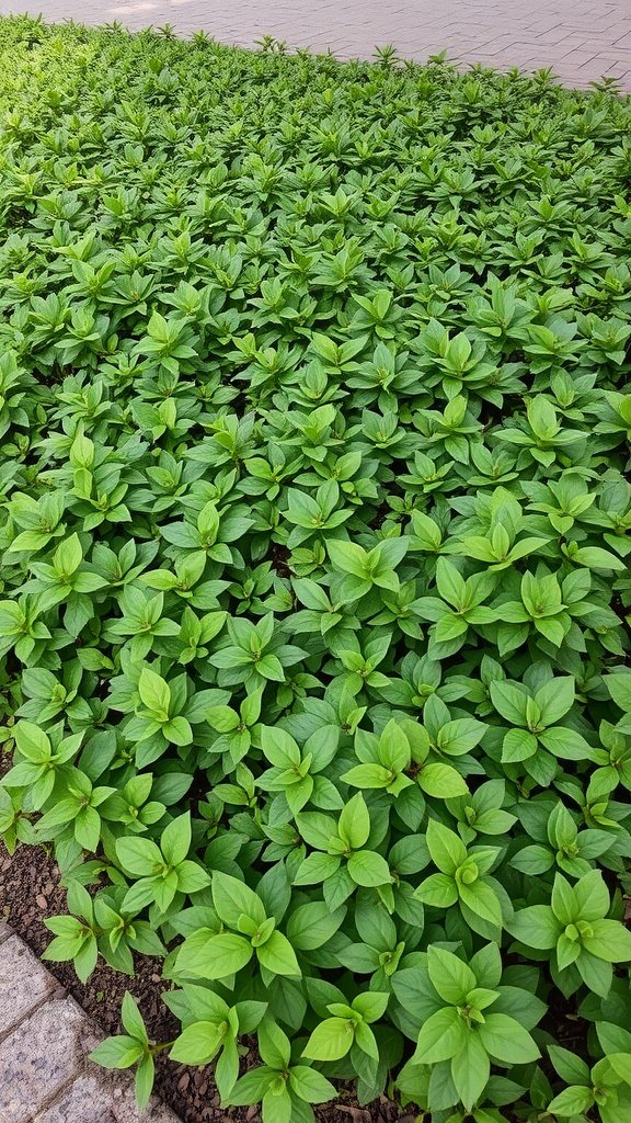 Lush green ground cover of Pachysandra plants in a shaded area.