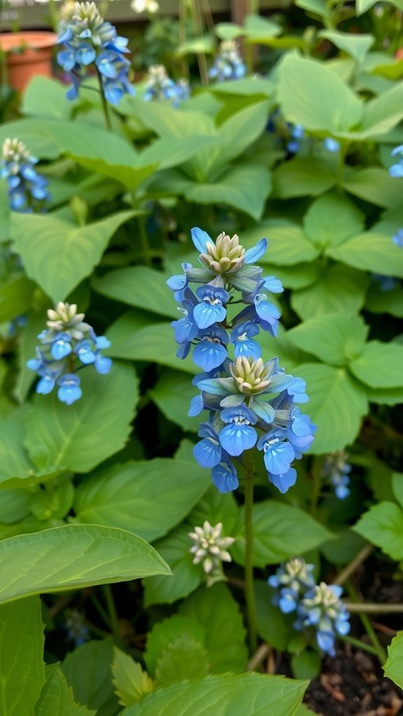 Siberian Bugloss with blue flowers and green foliage