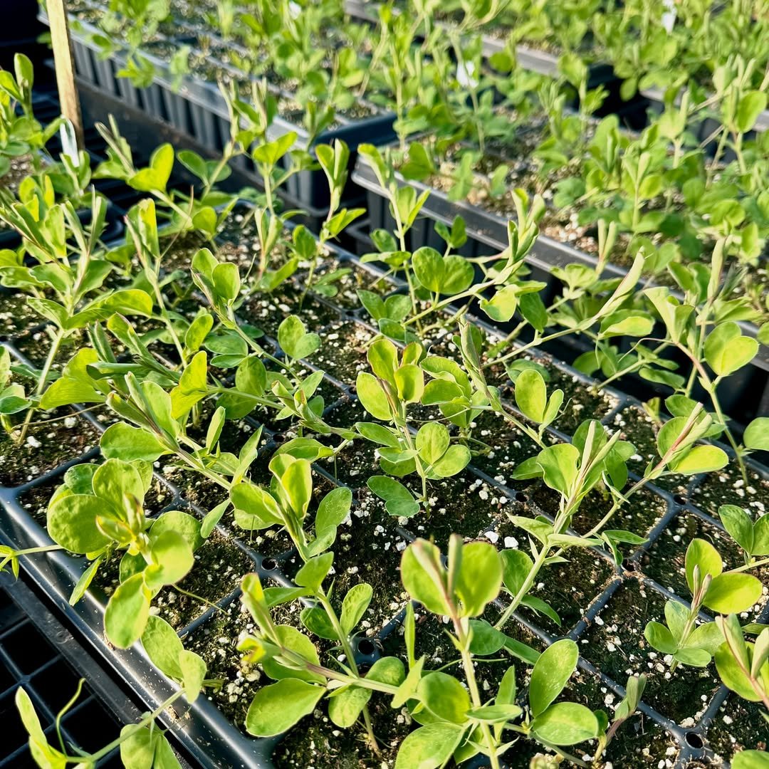 eco-friendly Mini Seed Starting