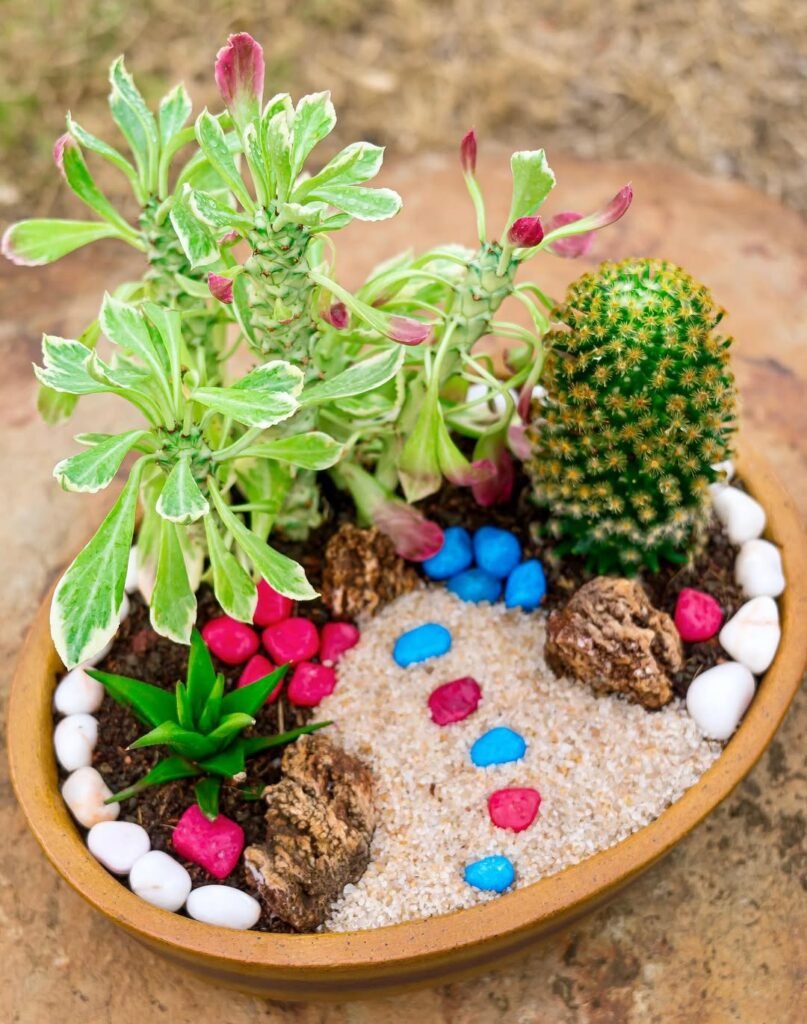 eco-friendly Mini Succulent Gardens