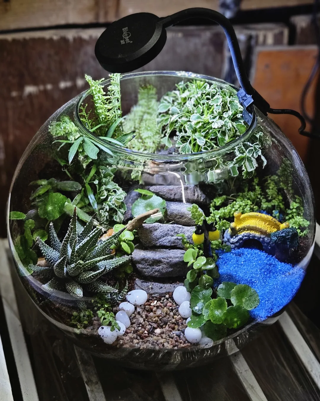 eco-friendly Mini Terrarium Gardens