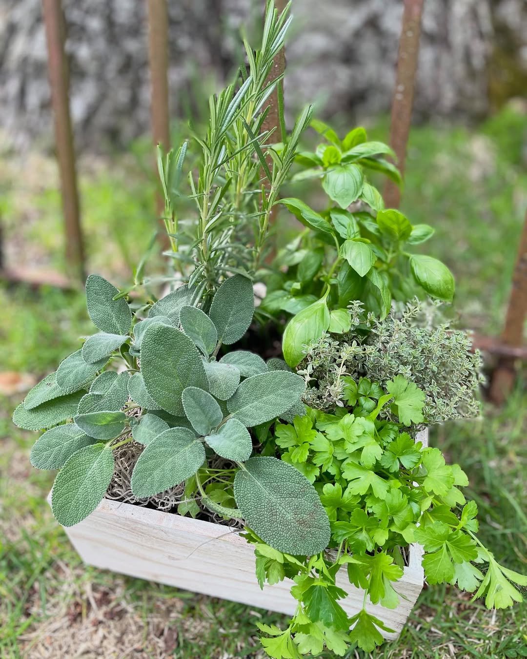 eco-friendly mini Herb Gardens