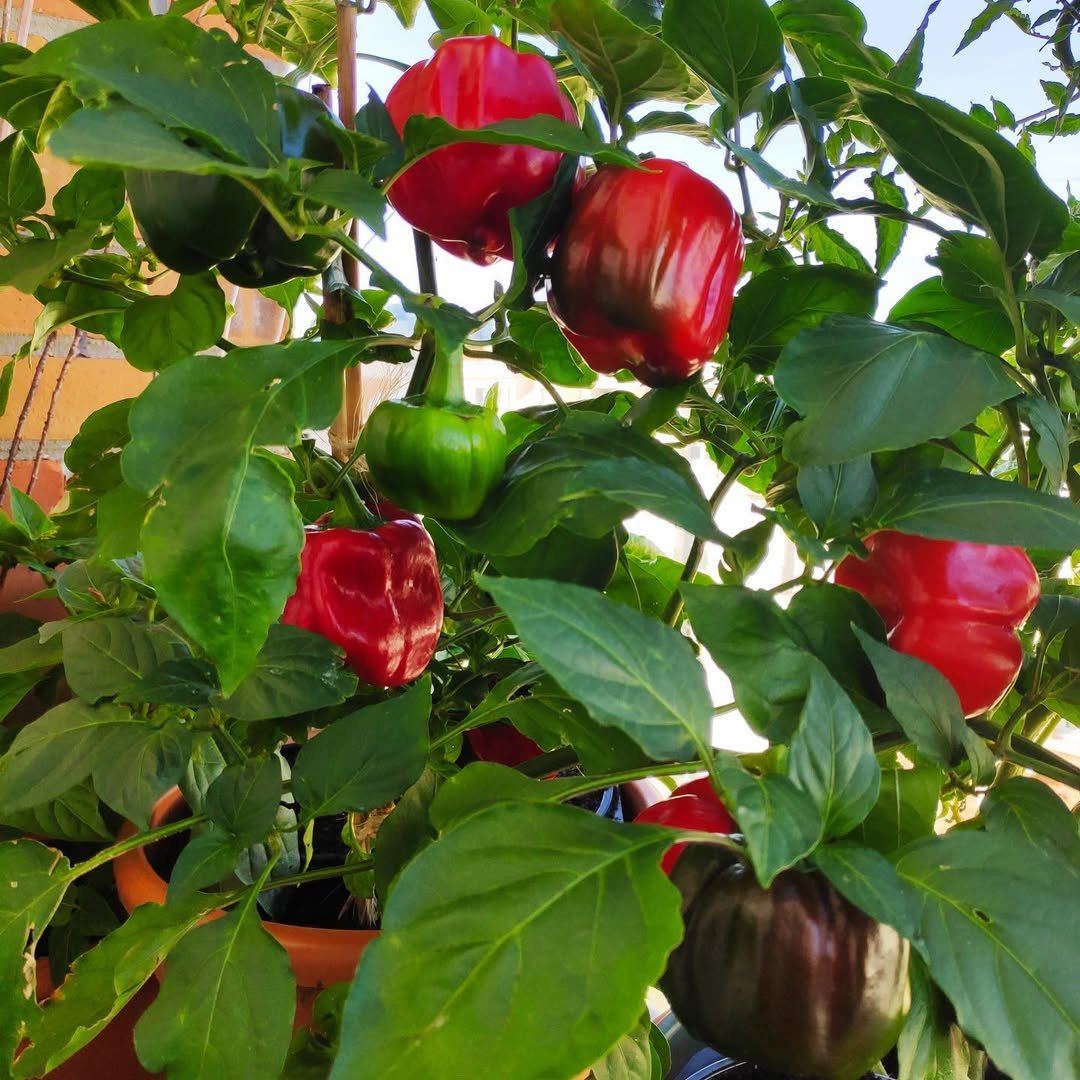 Balcony Vegetable Garden