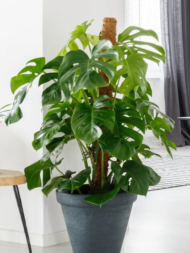 Choose the Right Support Pole for Monstera