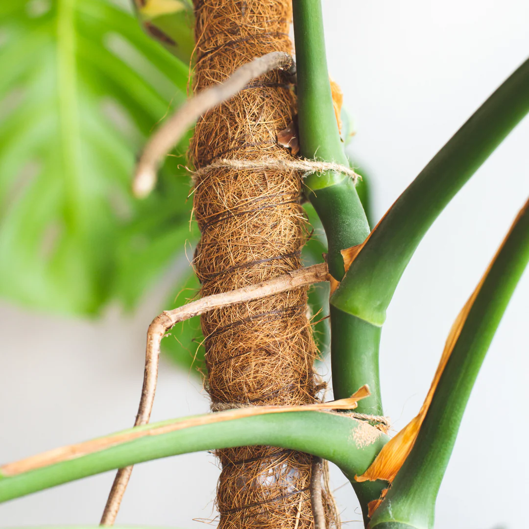 Choose the Right Support Pole for Monstera