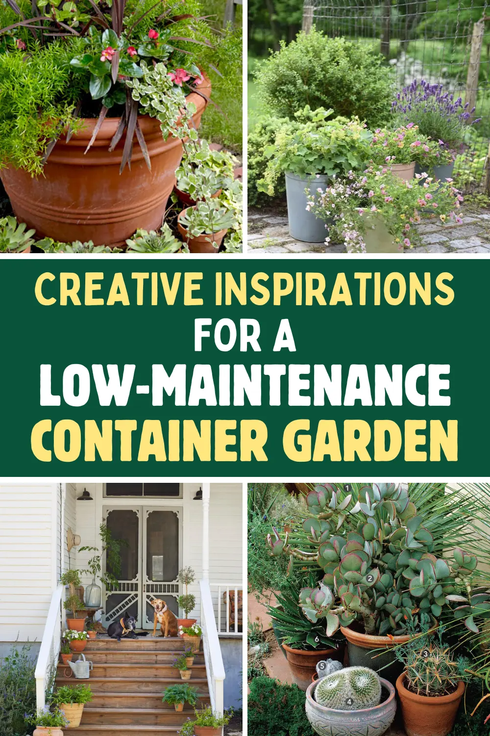 Low-Maintenance Container Garden