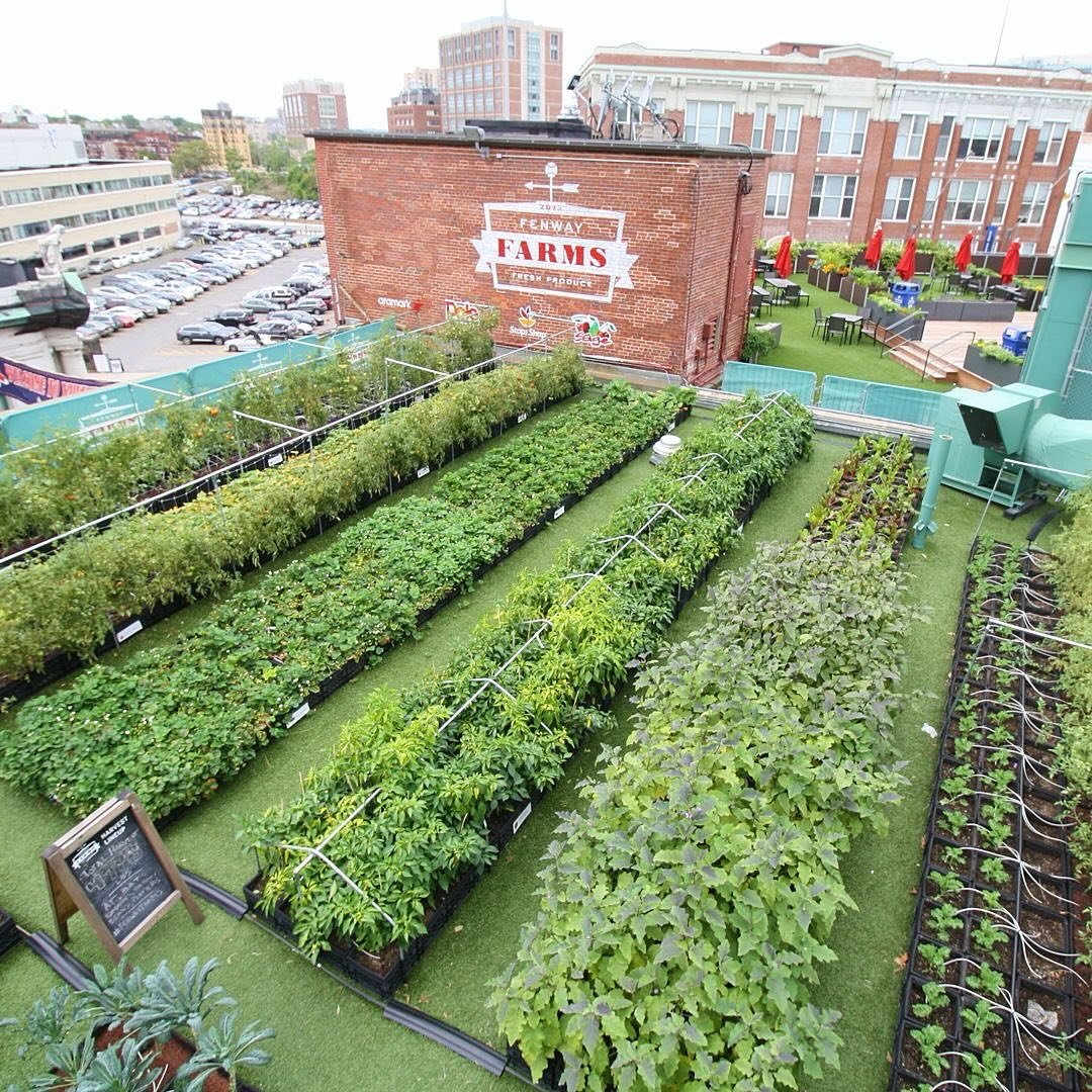 Townhouse Backyard Green Roofs