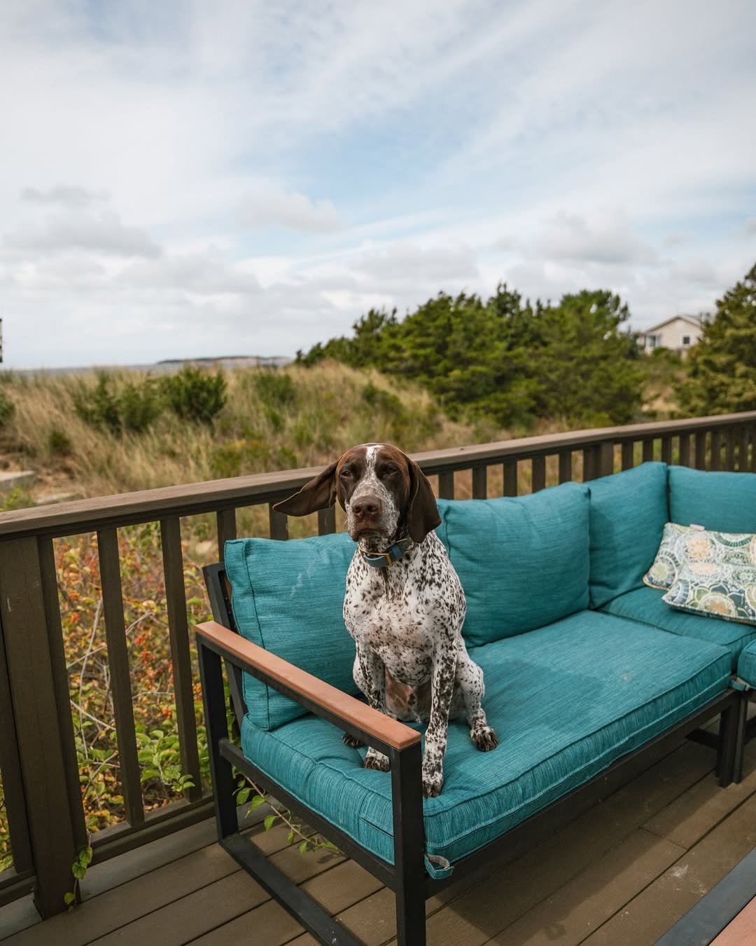 Pet-Friendly Porch