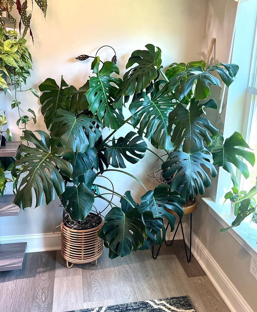Train Your Monstera to Climb