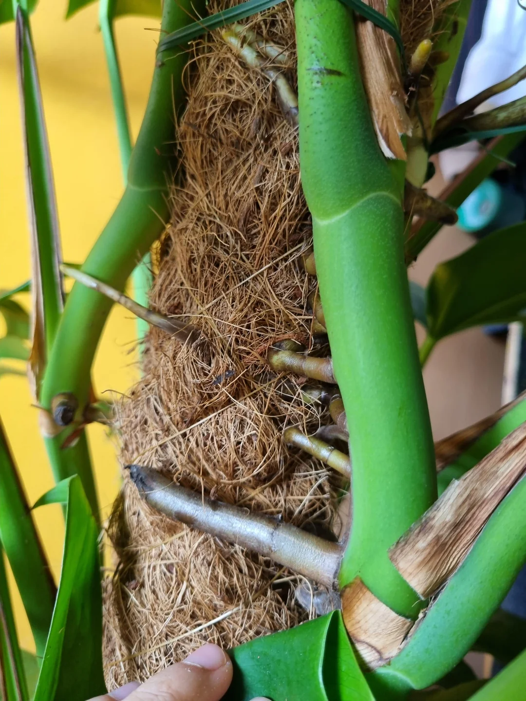 aerial roots of monstera