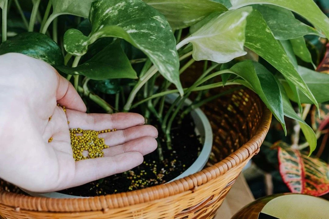 fertilizer for monstera