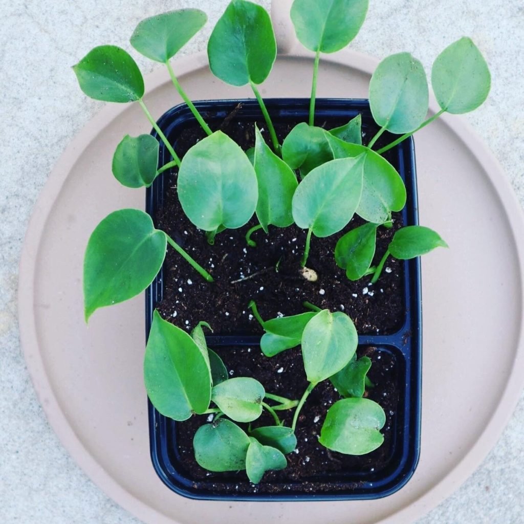 growth of monstera