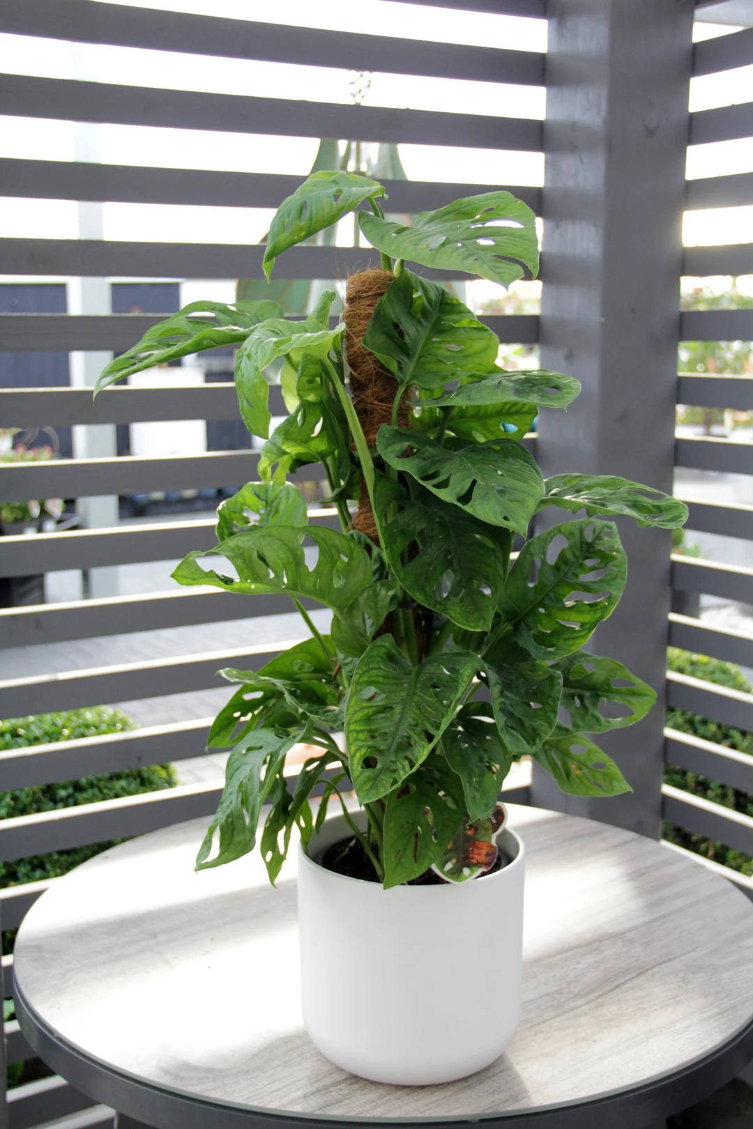 light source for monstera