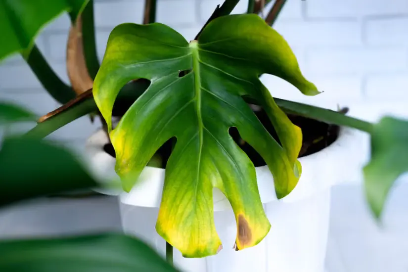 removing yellow leaves of monstera