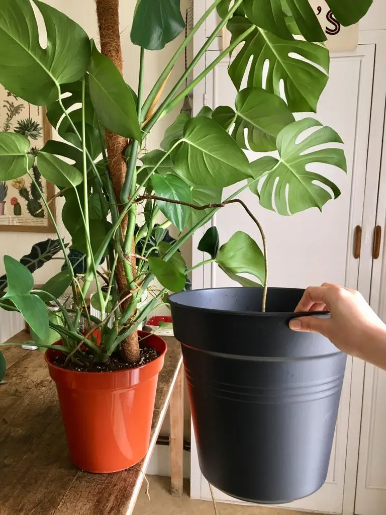 repotting my monstera
