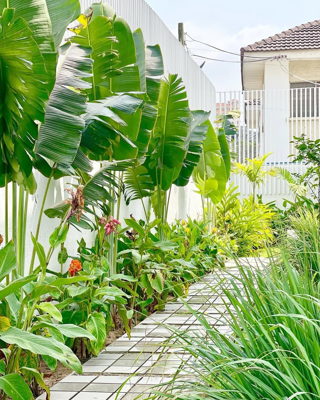 tropical vibe in Front Garden Landscaping Designs