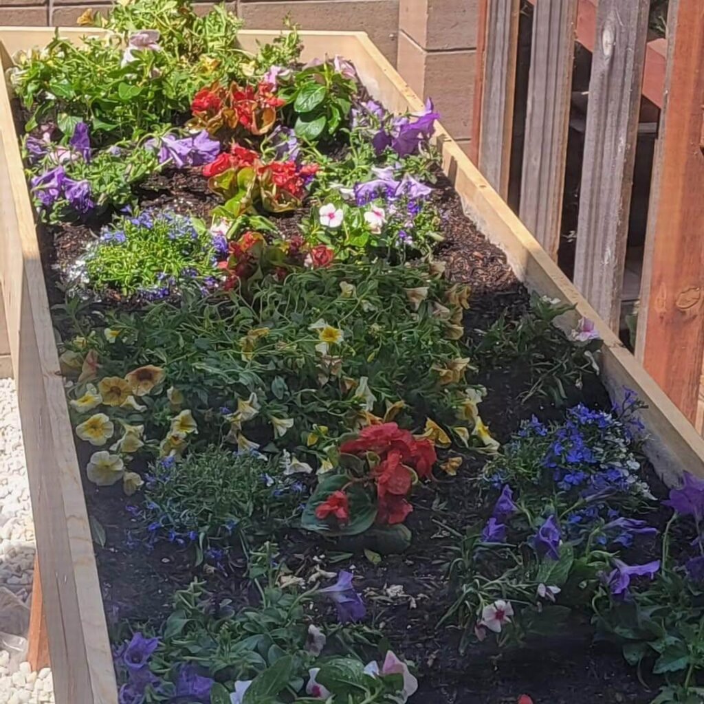 12. Compact Raised Bed Bursting with Annual Blooms