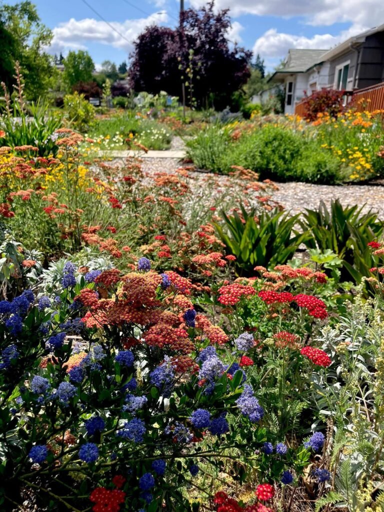 13. Drought-Tolerant Wildflower Front Yard