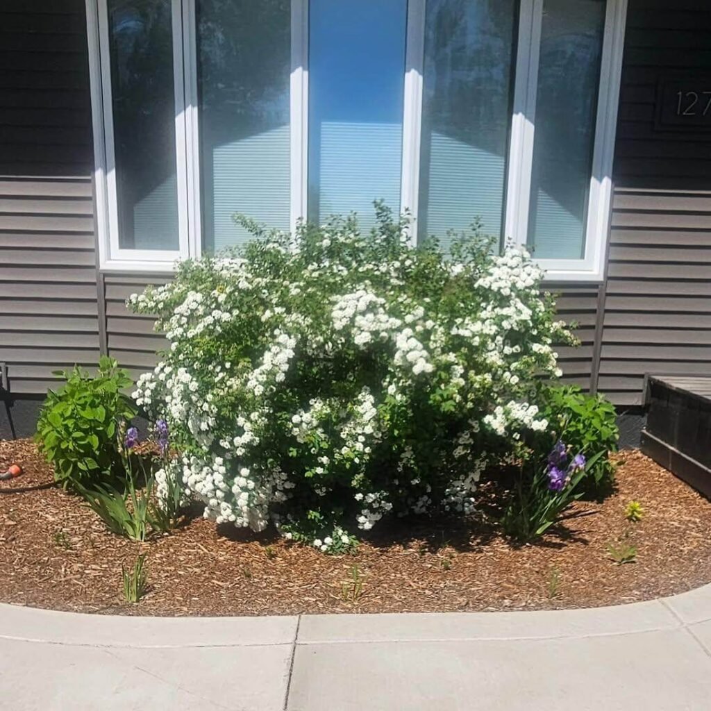 15. Statement Shrub for Low-Maintenance Front Beds
