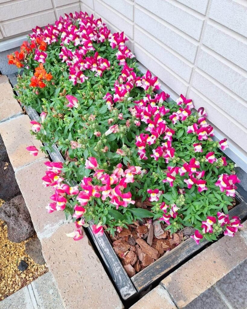 17. Bright Border Bed with Snapdragons and Brick Accents