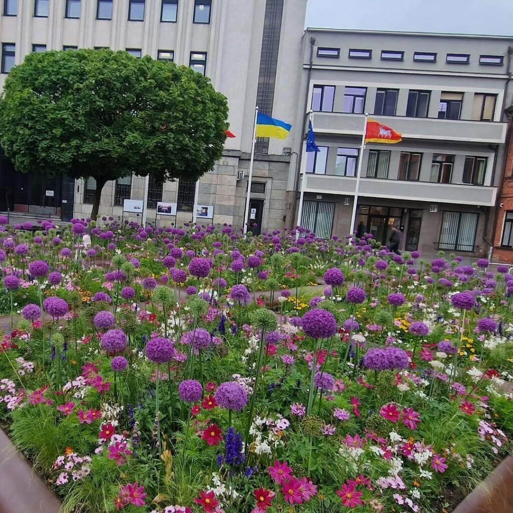 19. Public-Style Flower Bed with Allium and Wildflower Mix