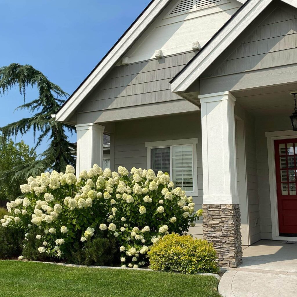 2. Classic Hydrangea Elegance for Cottage Charm