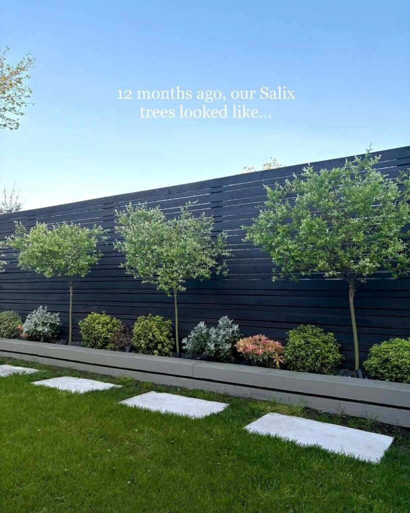 6. Minimalist Flower Bed with Salix Trees for Structured Elegance
