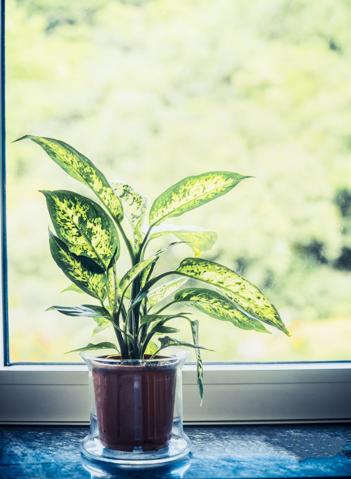 Bathroom Plants That Thrive Without Sunlight! - Chinese Evergreen