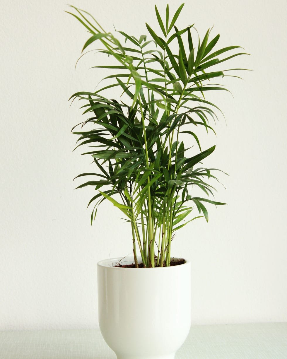 Bathroom Plants That Thrive Without Sunlight Bamboo Palm