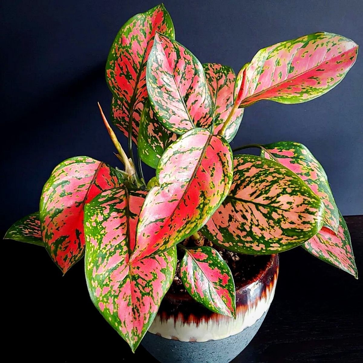 Bathroom Plants That Thrive Without Sunlight Aglaonema