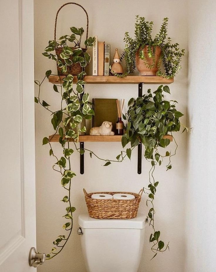 Bathroom Plants That Thrive Without Sunlight! Spider Plants