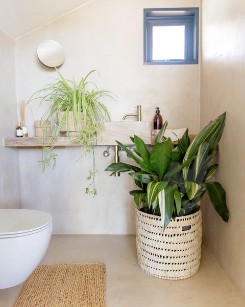 Bathroom Plants That Thrive Without Sunlight!  ZZ Plant: