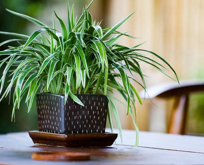 Bathroom Plants That Thrive Without Sunlight  Cast Iron Plant