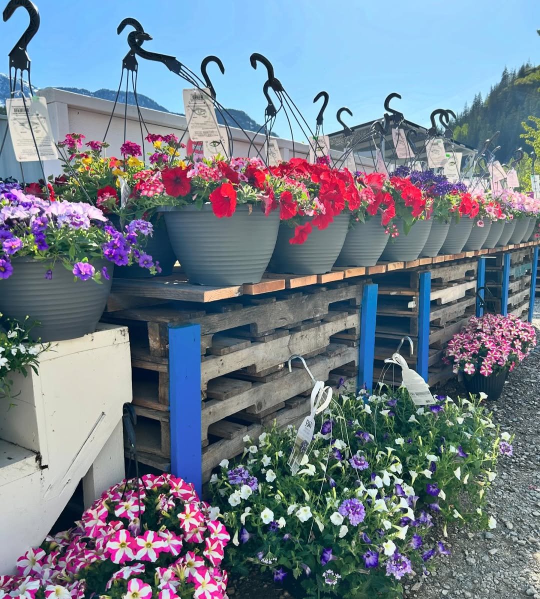 potting shed Hanging Baskets in garden