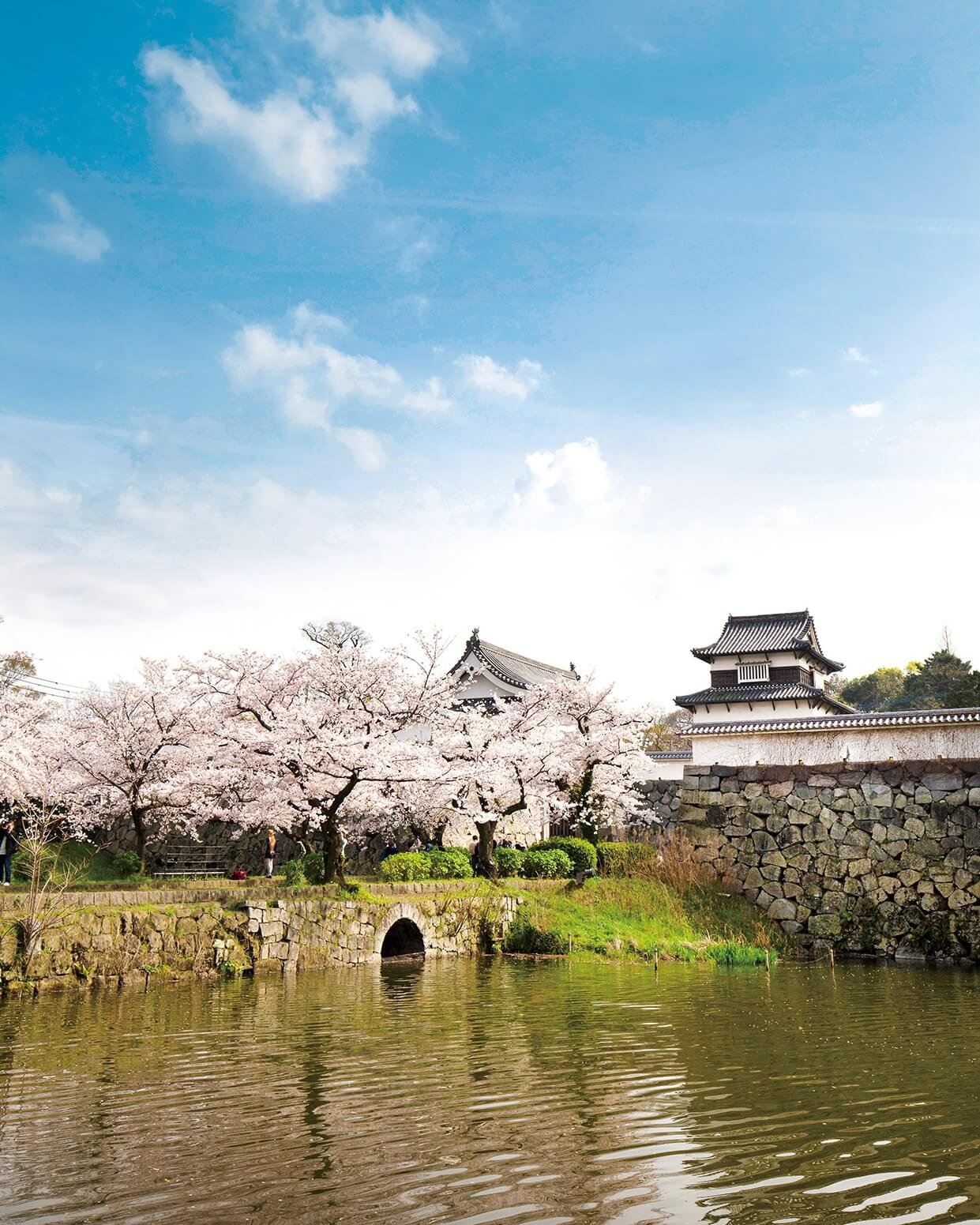 Cherry Blossom Trees Japanese Garden Design