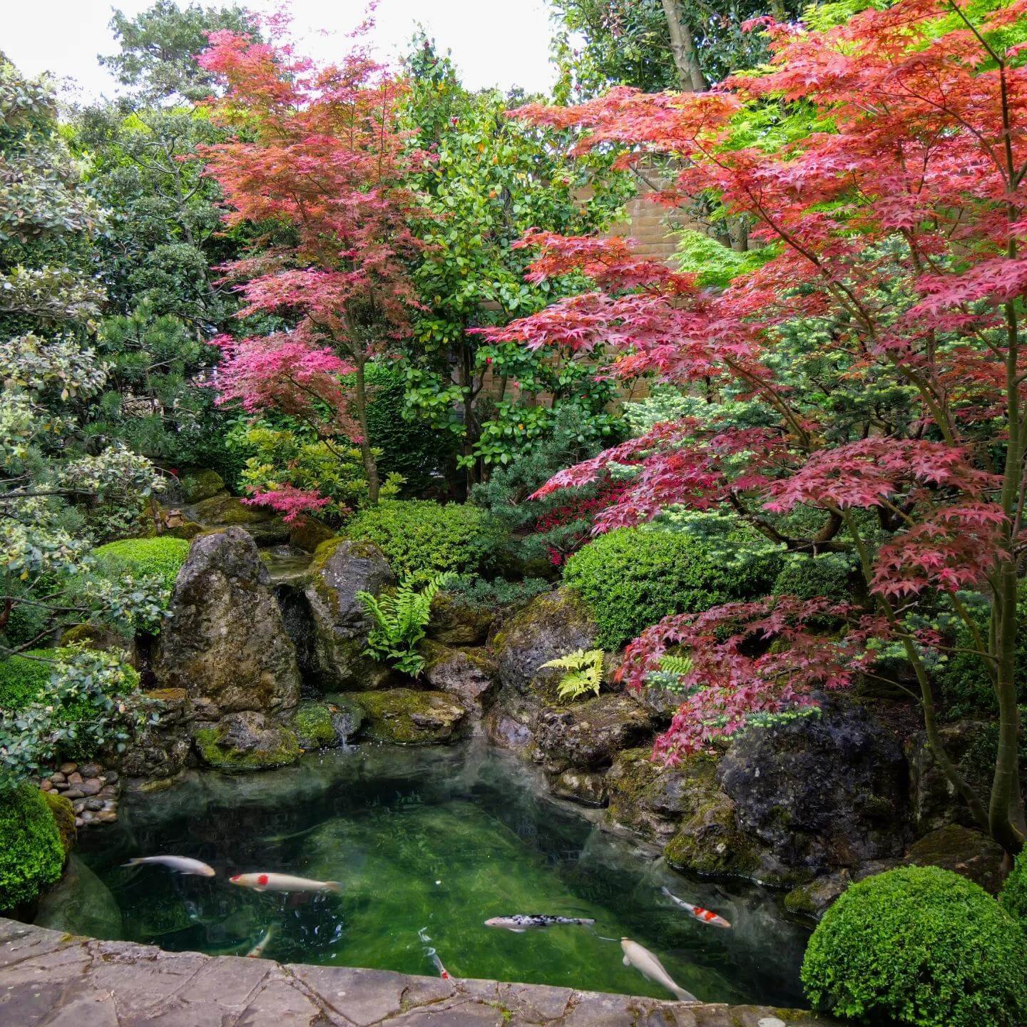 Serenity with a Koi Pond and Maples Japanese Garden Design