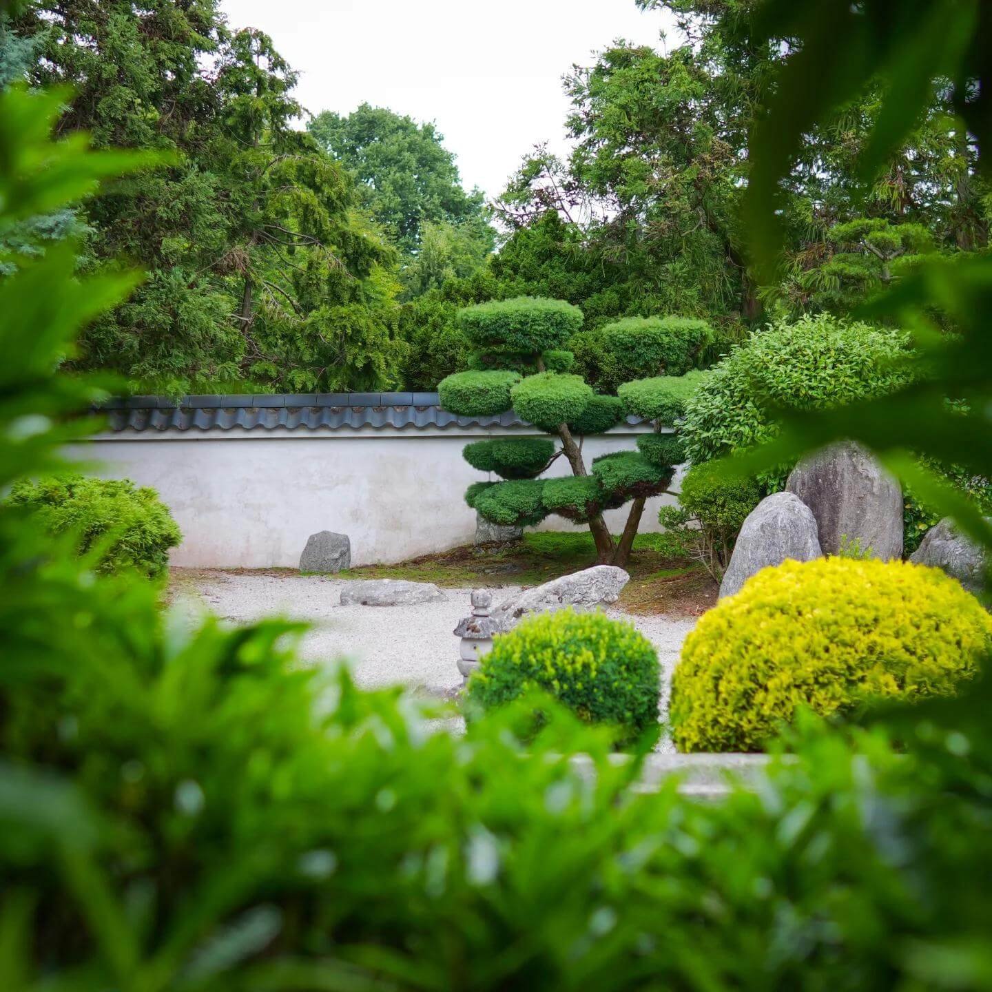 Space with Niwaki Tree Pruning Japanese Garden Design