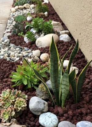 Outdoor Rock Garden Pebbles and Succulents