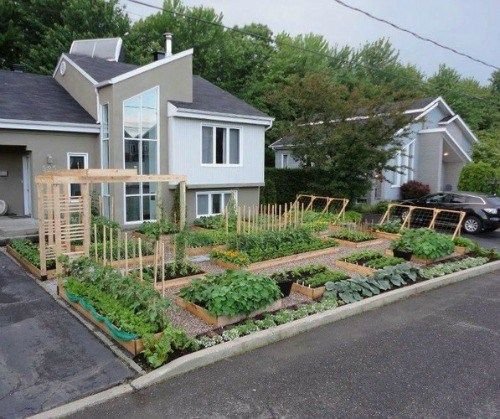 Front Garden Design Feast for the Eyes and the Stomach